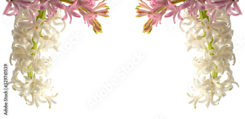 white and pink sprig of Hyacinth flower close up on isolated background with space for text for your creativity © Владимир Олейник
