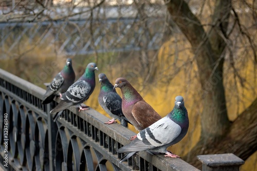 A group of beautiful pigeons in the park on the railing of the fence.