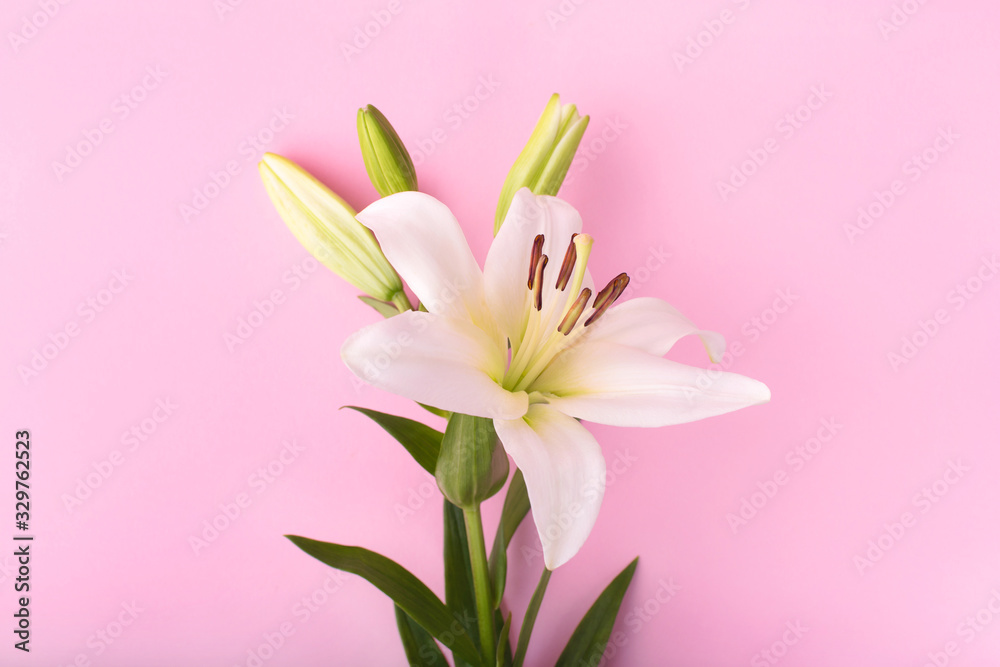 Lily flowers on pink background. Flowers composition. Flat lay, copy space, top view.