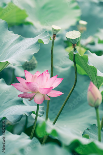 Lotus flower in garden pond