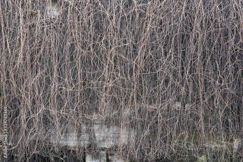 Hanging branches of wild grapes on a concrete wall without leaves. Dry vine from wild grapes, ivy. Background texture of wild grapes.