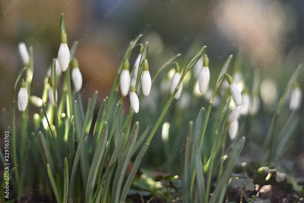 Obraz premium Schneeglöckchen (Galanthus)