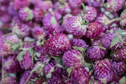 Closeup shot of a bundle of Globe Amaranth flowers on a cool day photo