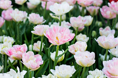 Field, flower bed with pink tulips © julialototskaya