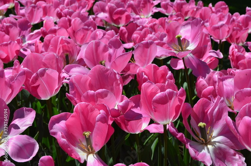 Top view of many vivid pink tulips in a garden in a sunny spring day, beautiful outdoor floral background photographed with soft focus