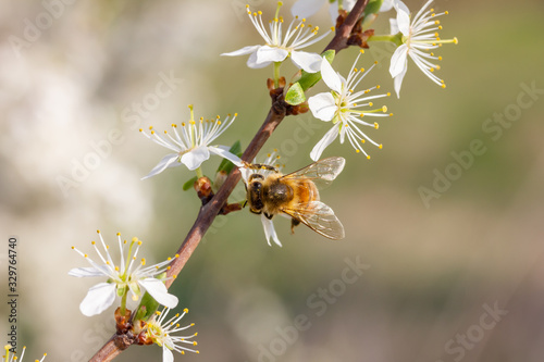 eine Honigbiene sammelt an einer weißen Blüte Honig photo