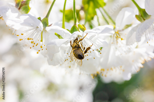 eine Honigbiene sammelt an einer weißen Blüte Honig