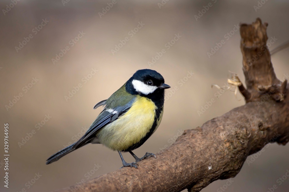Great tit eats sunflower seed on a tree branch Great tit eats sunflower seed on a tree branch