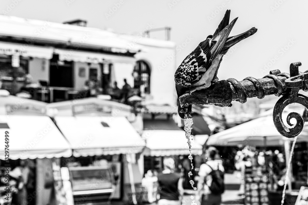 Obraz premium the bird drinks