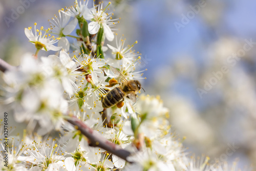 eine Honigbiene sammelt an einer weißen Blüte Honig © Robert Leßmann
