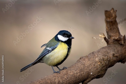 Great tit eats sunflower seed on a tree branch