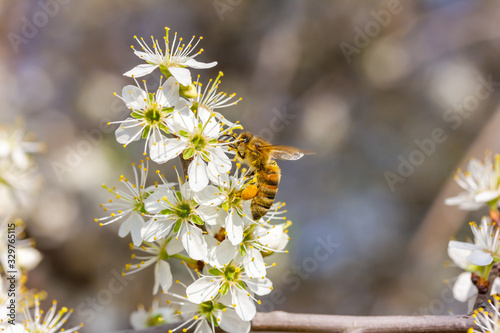 eine Honigbiene sammelt an einer weißen Blüte Honig photo