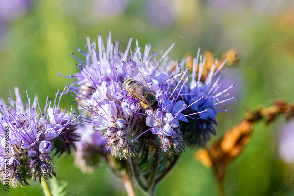 Rainfarn-Büschelschön (Phacelia tanacetifolia), eine Pflanze auf einem Feld, die im Herbst wächst Rainfarn-Büschelschön (Phacelia tanacetifolia), eine Pflanze auf einem Feld, die im Herbst wächst