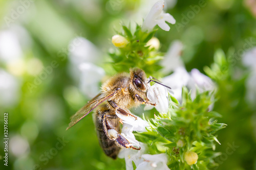 eine Honigbiene sammelt an einer weißen Blüte Honig photo