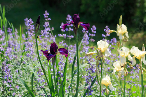 Spring flowers purple Siberian irises and catnip on a bright sunny day on the background of a beautiful large house