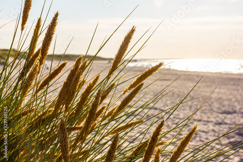 Dünengras weht im Wind, an der Ostsee photo