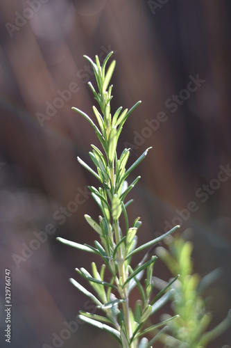 Rosmarin (Rosmarinus officinalis) photo