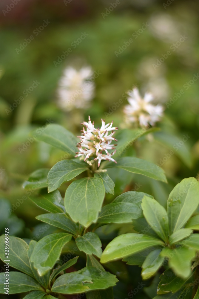 Blühender Japanischer Ysander (Pachysandra terminalis) Blühender Japanischer Ysander (Pachysandra terminalis)