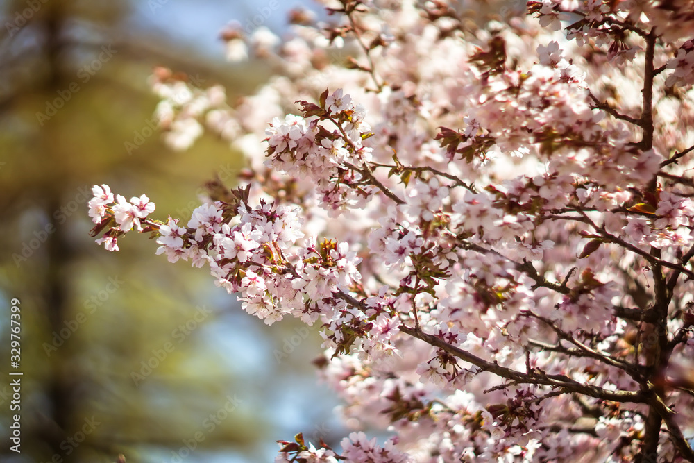 Large pink tree flowers in spring close-up. Cherry cherry blossoms in the Park. The season of flowering and allergies in gardens and on city streets. Beautiful bouquet of fresh flowers. Large pink tree flowers in spring close-up. Cherry cherry blossoms in the Park. The season of flowering and allergies in gardens and on city streets. Beautiful bouquet of fresh flowers.