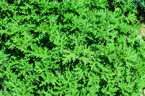 Green leaves surface.