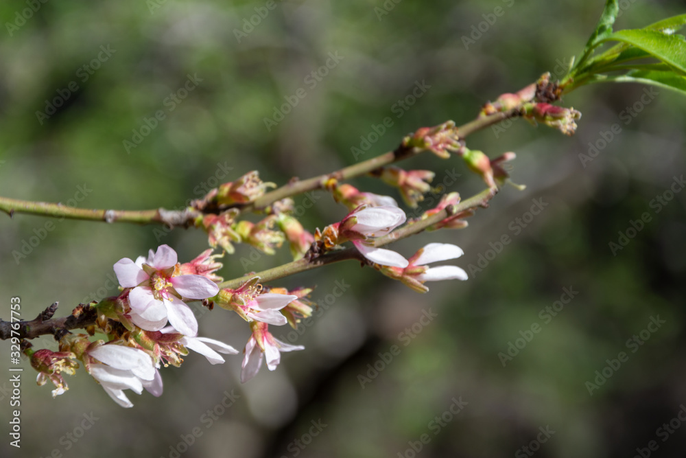 Close-up of a blossoming almond branch with bokeh background. In Madrid Spain. Horizontal Close-up of a blossoming almond branch with bokeh background. In Madrid Spain. Horizontal