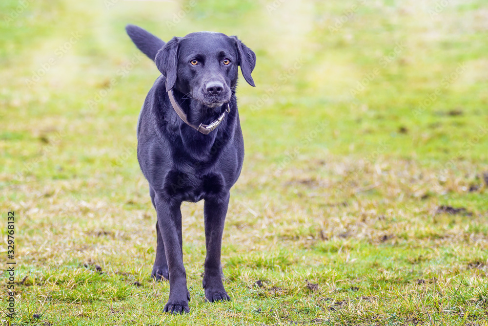 Black Labrador bitch is standing in a meadow.