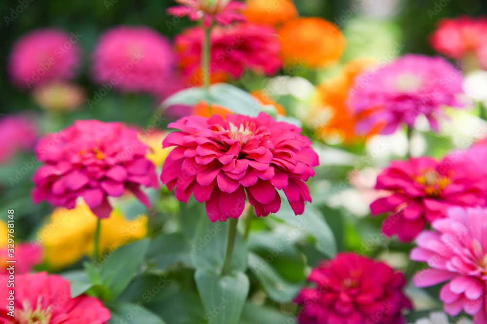 Colorful beautiful blooming Zinnia flowers in garden Colorful beautiful blooming Zinnia flowers in garden