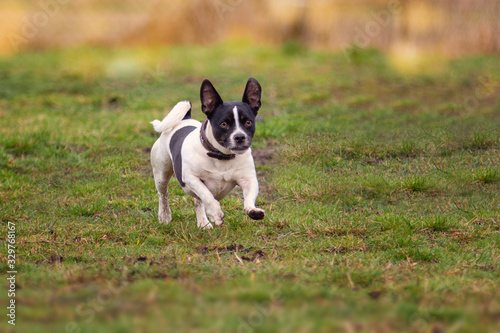 Little black and white dog runs across a green meadow.