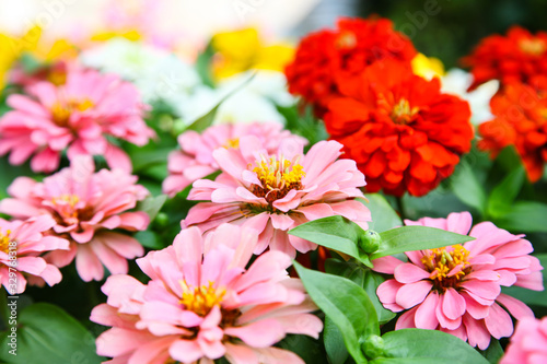 Colorful beautiful blooming Zinnia flowers in garden