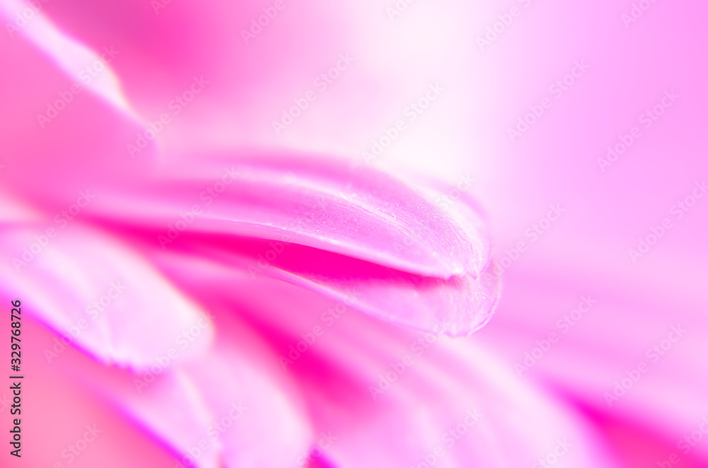 Gerber flower close up, macro background, defocused pink wallpaper. Close-up of flowers and petals of pink gerbera daisies. Pink gerbera flower.