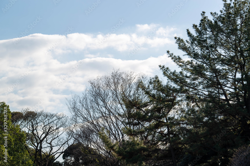 trees against sky