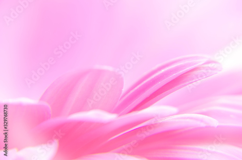Gerber flower close up, macro background, defocused pink wallpaper. Close-up of flowers and petals of pink gerbera daisies. Pink gerbera flower.