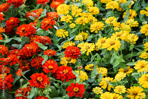 Colorful beautiful blooming Zinnia flowers in garden © kwanbenz