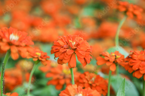 Fototapeta Naklejka Na Ścianę i Meble -  Orange beautiful blooming Zinnia flower in garden