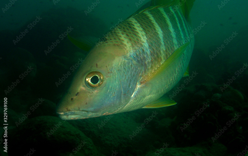 underwater fish coral caribbean sea underwater fish coral caribbean sea
