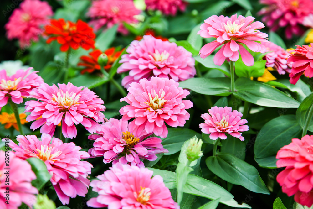 Pink beautiful blooming Zinnia flower in garden Pink beautiful blooming Zinnia flower in garden