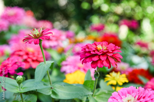 Pink beautiful blooming Zinnia flower in garden