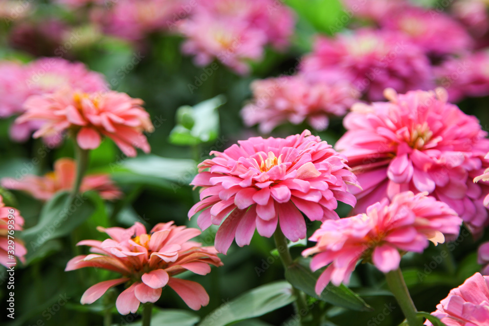 Fototapeta premium Pink beautiful blooming Zinnia flower in garden