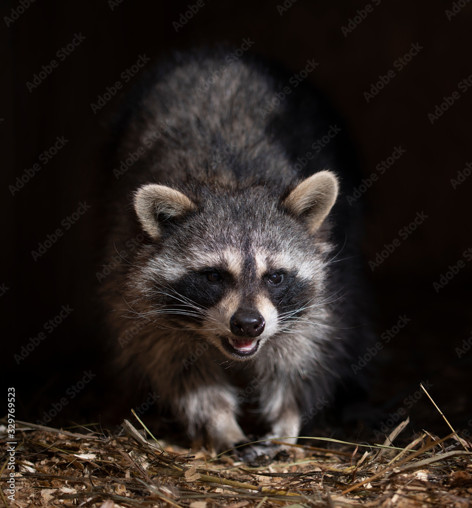 Portrait of a striped raccoon with a black mask on his face Portrait of a striped raccoon with a black mask on his face