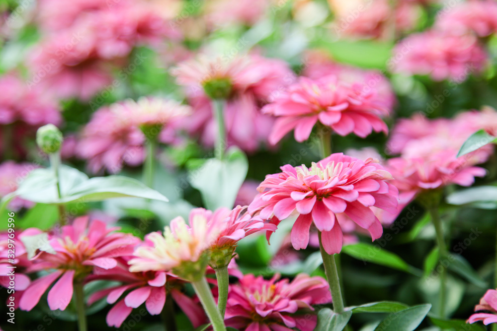 Fototapeta premium Pink beautiful blooming Zinnia flower in garden