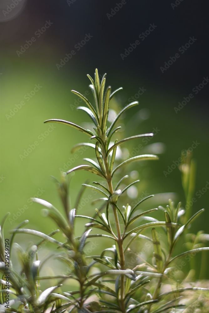 Rosmarin (Rosmarinus officinalis) Rosmarin (Rosmarinus officinalis)