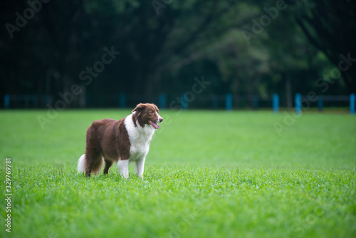 犬の種類　珍しい色のボーダーコリー © treetstreet