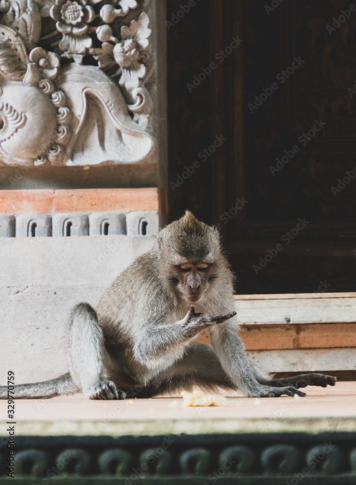 Balinese Longtail Monkey sitting in front of temple