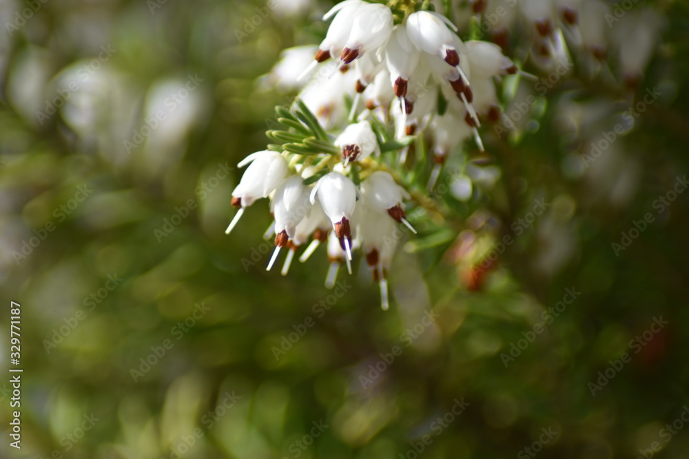 Schneeheide (Erica carnea)