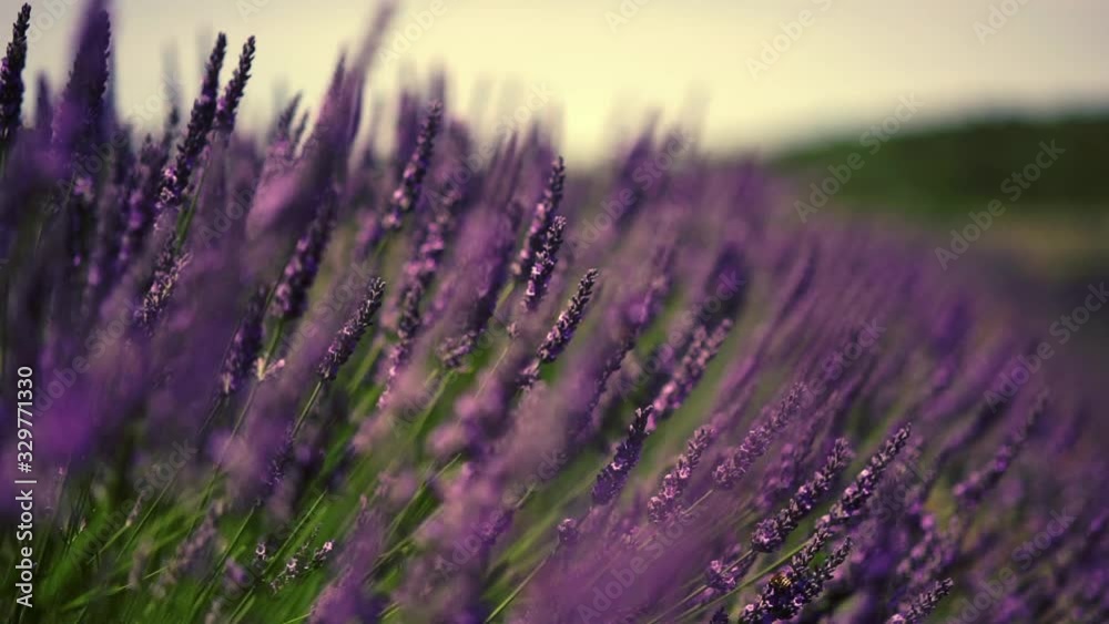 Slow motion video of violet flowers growing in botanical garden in french city Provence during summer season for agriculture, close up view of lavandula blossom