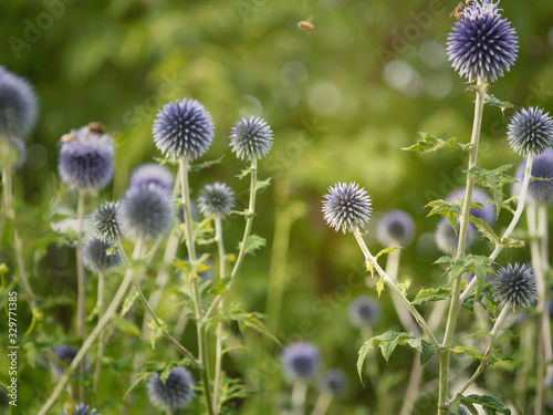 A group of blue Globe thistle, Echinops bannaticus, easy plant to maintain, grow in a summer garden, traditional garden plant, selective focus