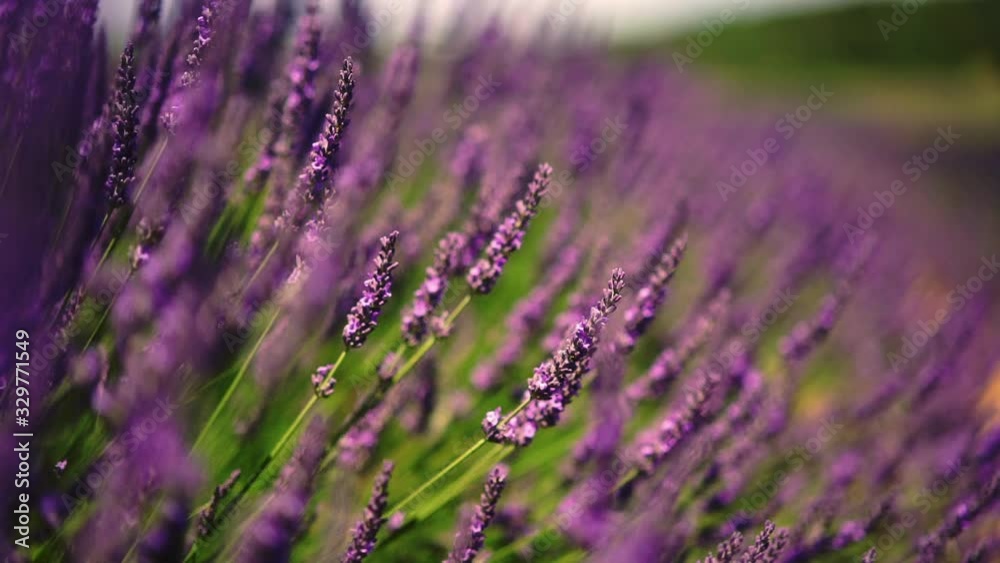 Slow motion effect, beautiful violet flowers growing on essential garden with lavandule in countryside, close up view of colorful lavenders in botanical garden
