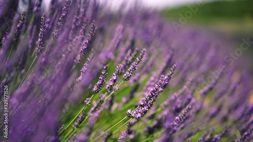Close up view of lavandula blossom growing on countryside for aromatic perfumes, slow motion video of lavender flowers with purple color swaying in garden during summer time