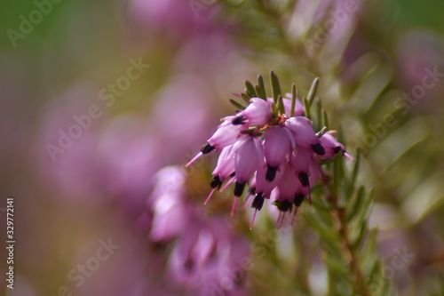 Schneeheide (Erica carnea) photo