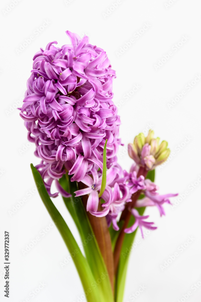 Obraz premium Close up of one delicate vivid pink Hyacinth or Hyacinthus flowers in full bloom in a garden pot isolated on white background in a studio photograph
